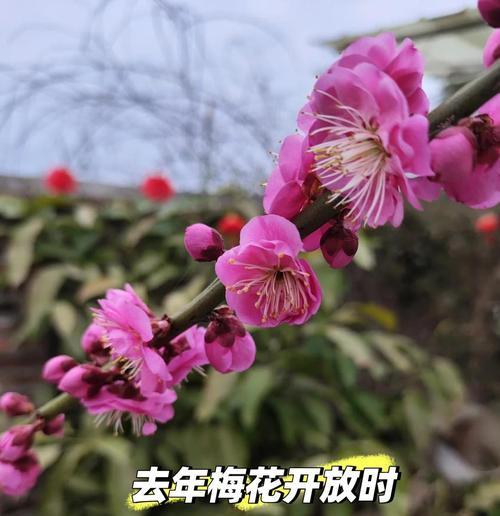 梅花开花修剪之道（掌握修剪技巧，让梅花盛放绽放）