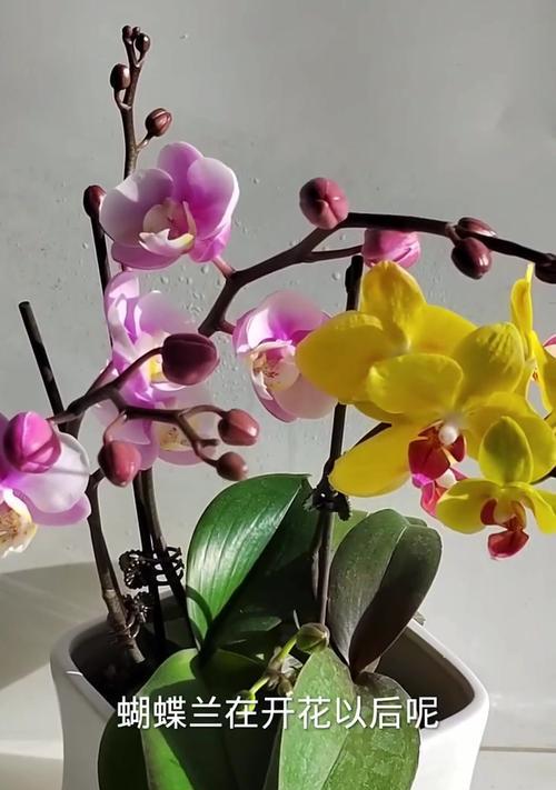 如何促使蝴蝶兰再次开花（培养良好的生长环境，妥善护理蝴蝶兰）