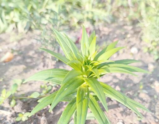 百合花的生长环境剖析（从土壤、气候、高度三方面分析百合花生长环境）