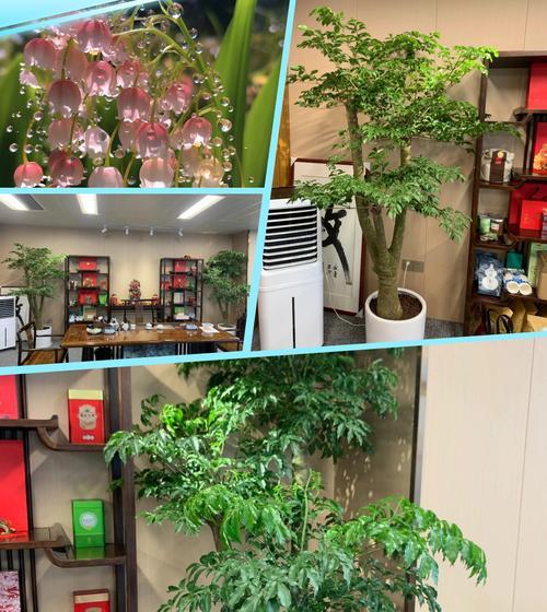 家里种幸福树，如何创造温馨幸福的家庭氛围？（在家里种植幸福树，让生活更加美好）