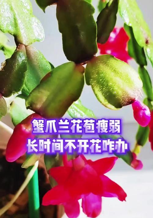 蟹爪兰花苞的护理及开花技巧（如何正确护理蟹爪兰花苞，让其顺利开放）
