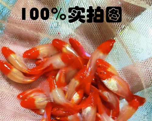 以大鸿运当头，创造繁衍之道（发掘机遇，实现繁殖的突破）