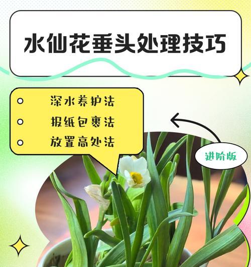 水仙养护秘籍（修复水仙烂根的正确方法，帮助其重新生长茂盛）