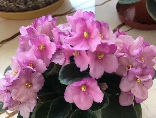 苦苣苔科花卉大全（探究苦苣苔科植物的美丽与奥秘）