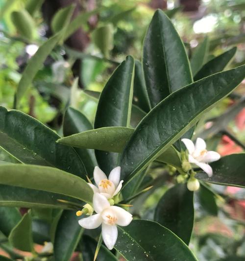金豆开花结果的生长过程（金豆花期、结果期、成熟期的详细介绍）