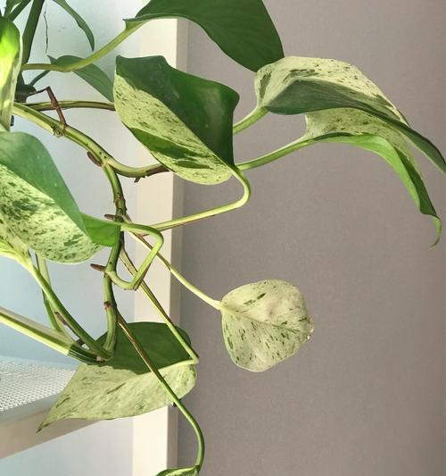如何正确浇水以保持虎纹凤梨的健康生长（掌握关键技巧，打造繁花似锦的虎纹凤梨）