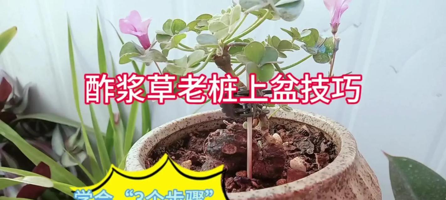 熔岩酢浆草的扦插技巧与方法（培育健康酢浆草新苗，让花园更加绚丽多彩）