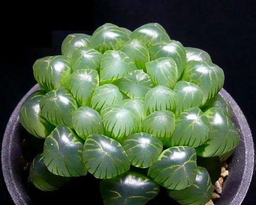 草玉露的养护秘籍（打造翠绿健康的草玉露家园）