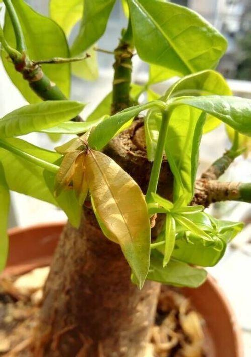 用黄豆渣培养发财树，让财富从废物中生长（发财树的种植技巧及经验分享）