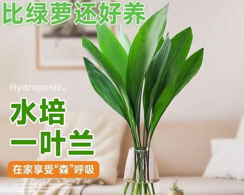 以水培植物如何进行清洗？（简单有效的方法和注意事项）