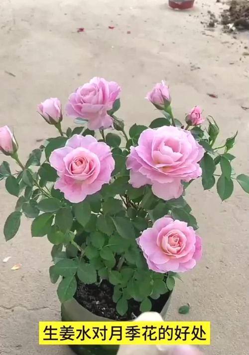 如何正确护理月季花的小技巧（打造美丽的月季花园，从小细节做起）