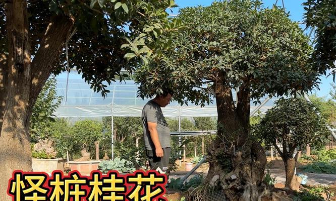 如何养护和修剪嫁接桂花？（嫁接桂花树的养护技巧和修剪方法）