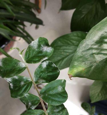 梅花圈叶子的处理方法与利用价值（探究梅花圈叶子的关键价值及环保应用）