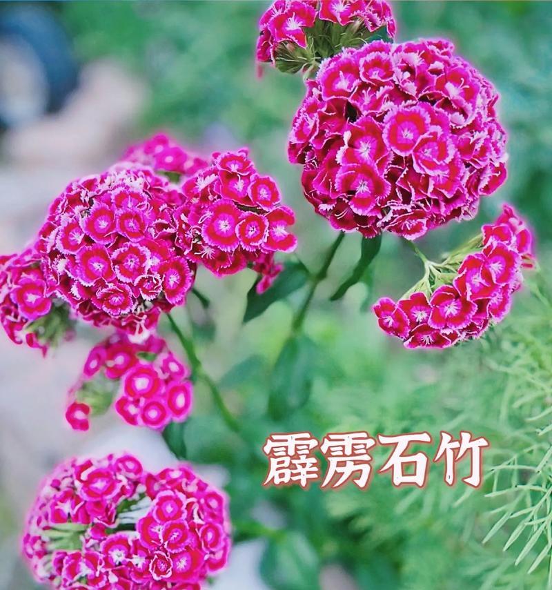 如何选择适合养石竹的花盆？（为石竹挑选合适花盆的关键因素和技巧）