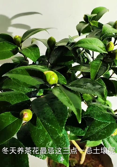 如何养育大茶花树（学习正确的养殖技巧，打造美丽的花园）