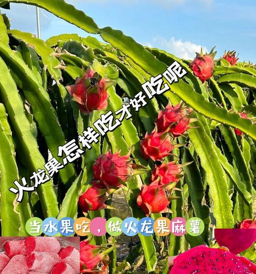 如何保存剥皮的火龙果（简单方法保鲜，享受新鲜美味）