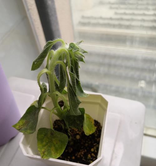 如何救活一根蔫了的橡皮树树杆（快速恢复橡皮树健康生长的方法）