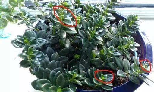 牡丹吊兰的虫害防治与保护（打造绿色家园，远离虫害侵袭）
