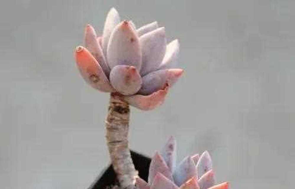 以霜之朝如何养大养好？（探索关键的培养要素，让霜之朝繁荣发展。）