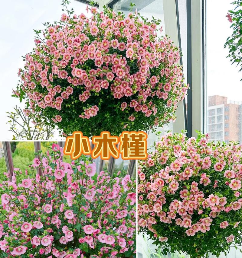 盆栽木槿花的培育技巧（打造美丽家园的秘密武器——盆栽木槿花）