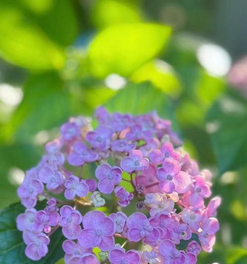 夏日繁花妖艳绽放（夏季花卉的美丽与意义）