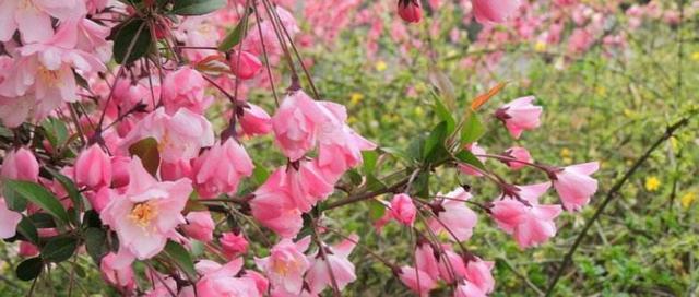 玫瑰海棠的花期与观赏技巧（探秘玫瑰海棠的生长特点和美丽之处）