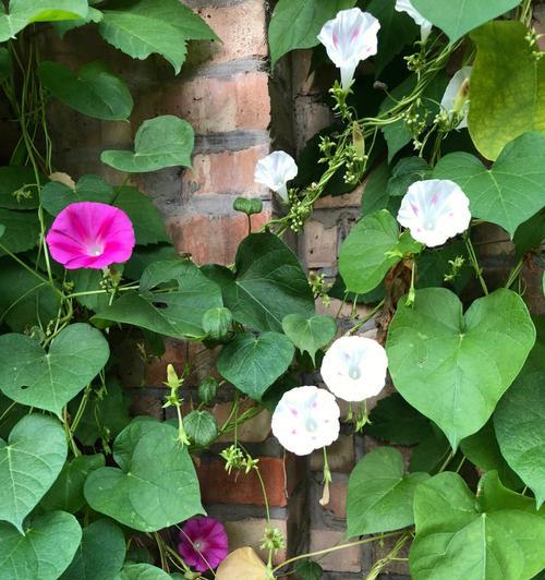 牵牛花——追逐梦想的勇敢者（探秘牵牛花的花形、颜色和寓意）