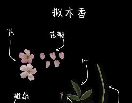 如何正确修剪木香花（木香花的修剪技巧和注意事项）
