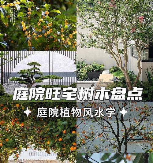 海棠树的寓意与象征风水（从“寿”、“吉祥”到“婚姻美满”，揭秘海棠树的神秘之处）