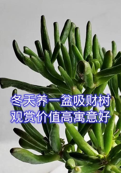以大吸财树怎么养？（打造财运滚滚的理财秘籍）