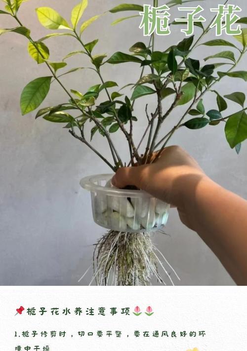 栀子花苗的顶打技术（栀子花苗顶打的步骤及关键要点）