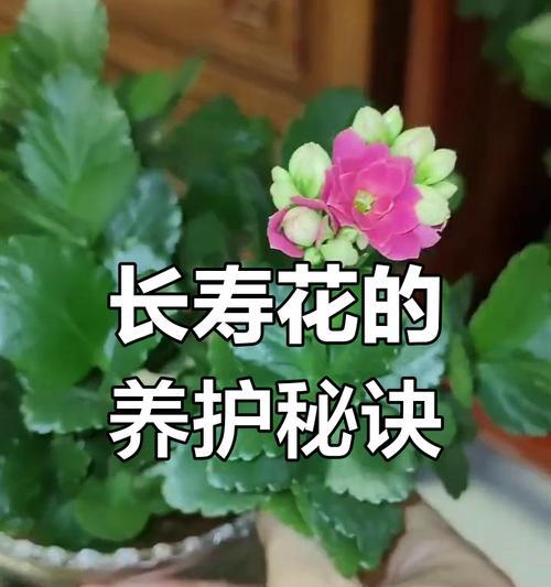 长寿花种植全指南（揭秘长寿花种植的最佳时间和方法，轻松打造自己的花园）