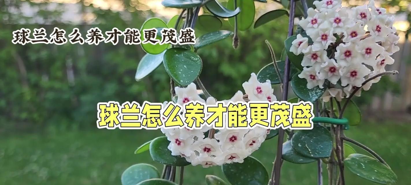 球兰上的白虫子治疗方法大揭秘！（从根源开始，轻松解决球兰白虫困扰）