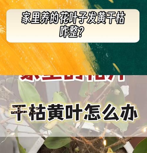 揭秘花叶发黄的原因（为什么花的新叶子会变黄？带你了解植物生长的秘密）