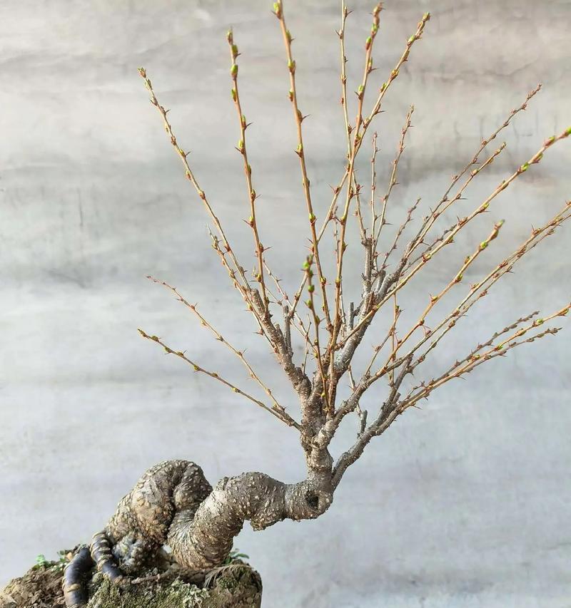 如何养护金雀花盆景（打造美丽典雅的金雀花盆景）