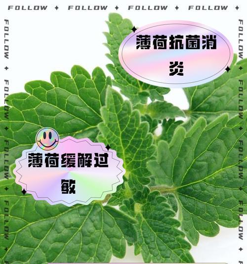 薄荷叶子为何不长？（探索薄荷叶子停止生长的原因及其影响）
