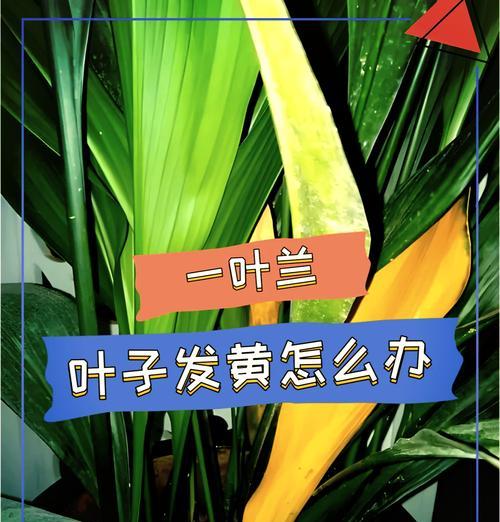如何处理鹤望兰叶黄的问题（鹤望兰叶黄情况、原因、解决方法详解）