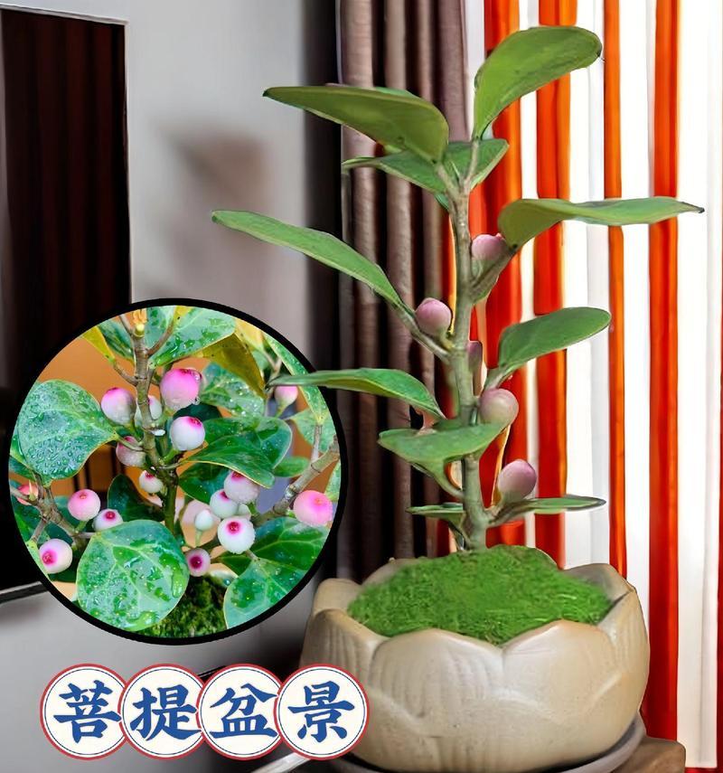 家居种植——菩提树（从种子到大树，教你在家种菩提树）
