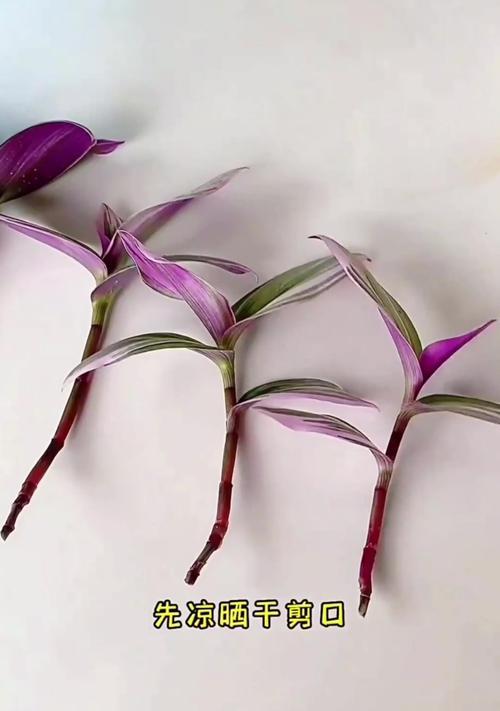 草莓吊兰水培养殖技巧（掌握关键的水培方法，打造健康的草莓吊兰）