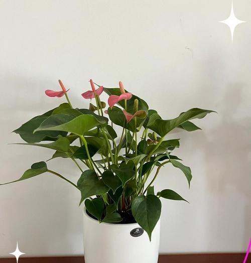 粉掌叶子发黄干枯，原因与解决办法详解（了解粉掌叶子发黄干枯的原因及如何有效解决问题）
