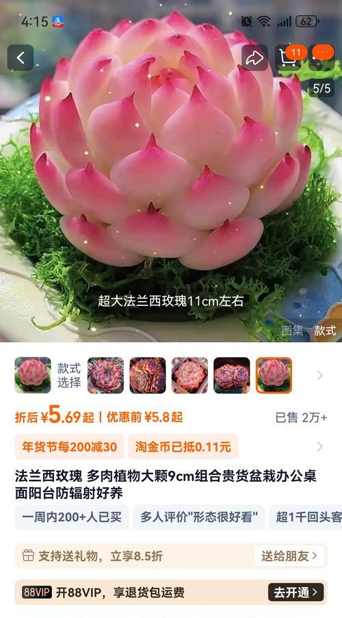 法兰花的养护技巧（打造美丽的法兰花园，）