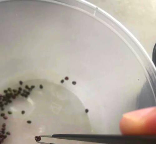 仙人球种植指南（掌握仙人球种植技巧，打造绿意盎然的室内花园）