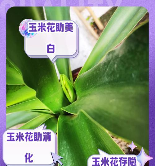 以花玉米的培育方法和技巧（掌握关键步骤，培育出健壮的以花玉米）