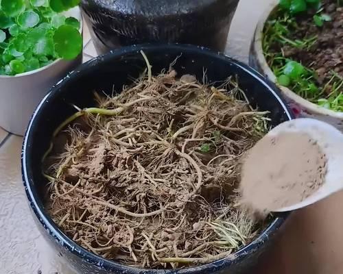 铜钱草种子的发芽与处理方法（让铜钱草种子发芽茁壮成长的秘诀）