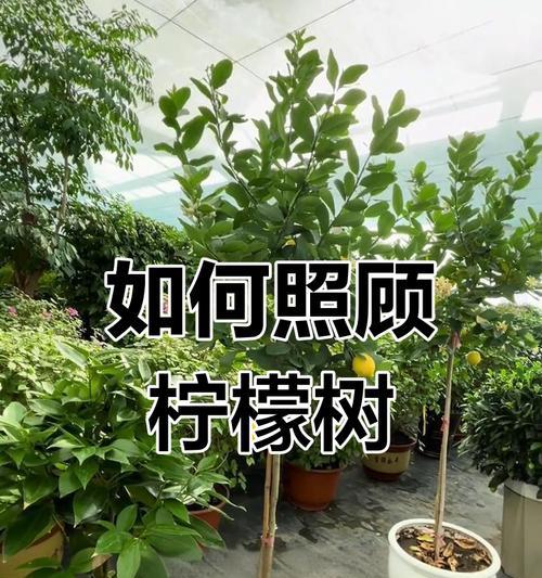 如何养殖盆栽小柠檬树（从选择品种到日常护理，轻松打造自家柠檬园）