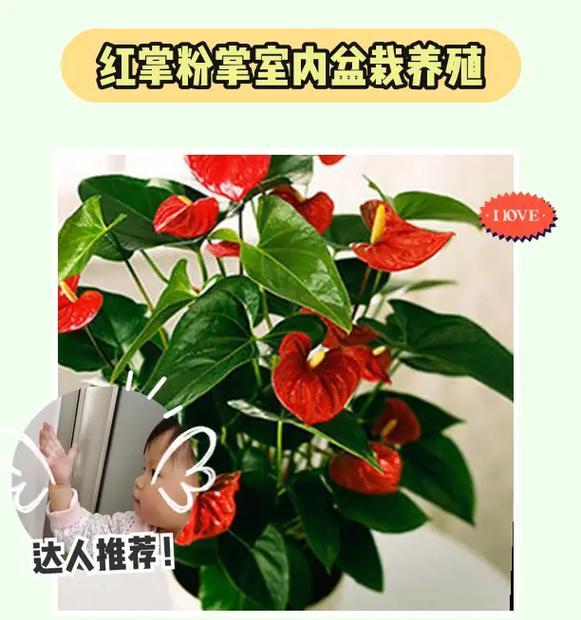红掌花的养护指南（打造美丽健康的红掌花园）