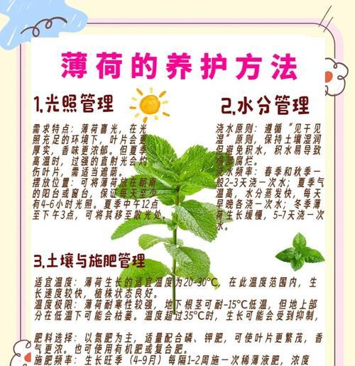 以水培方式养护薄荷盆栽，健康生长（水培薄荷盆栽的养殖技巧及注意事项）