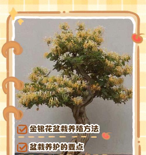 金银花冬天为什么会落叶？（探究金银花落叶的原因与生长环境）