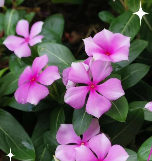 长春花的毒性分析（室内养殖的安全问题及注意事项）