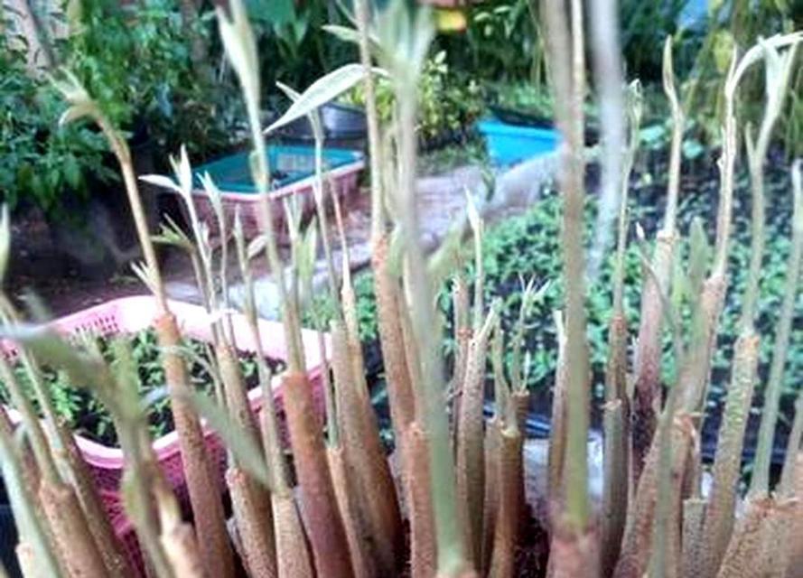 以榴莲籽发芽的种植方法（探索榴莲籽发芽的关键技巧与步骤）